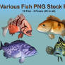 Various Fish PNG Stock Pack