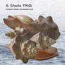 Shells by cindysart-stock