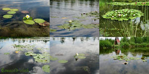 White Water Lilies pack