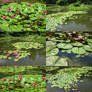 Water Lilies pack