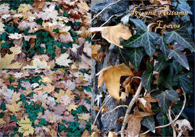 Ivy and Fall Leaves