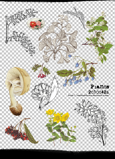 [mochizuki's] png plants 20110426