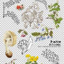 [mochizuki's] png plants 20110426