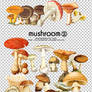 mochizuki's psd mushroom1