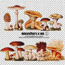 mochizuki's psd mushroom2