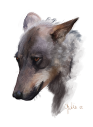 Wolf study