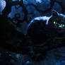 Cheshire Cat 2010 wallpapers