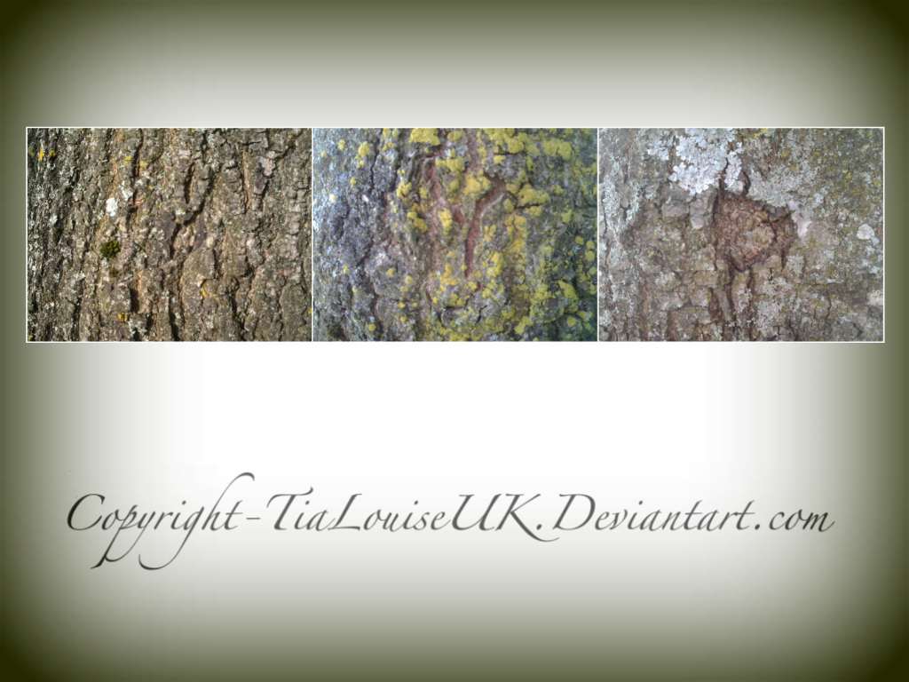 Tree Bark Textures