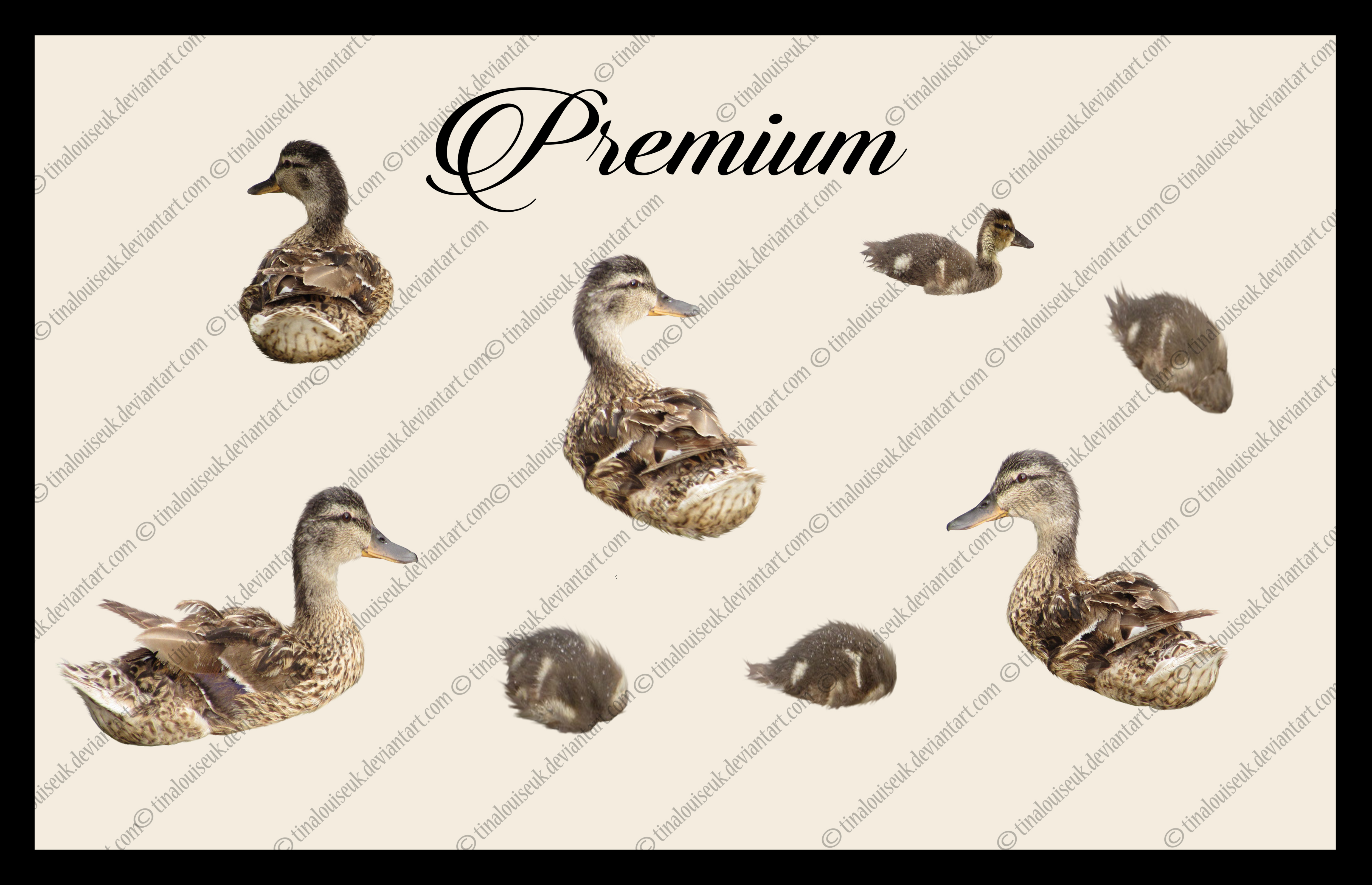 Ducks and ducklings png pack