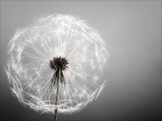 Dandelion-hair