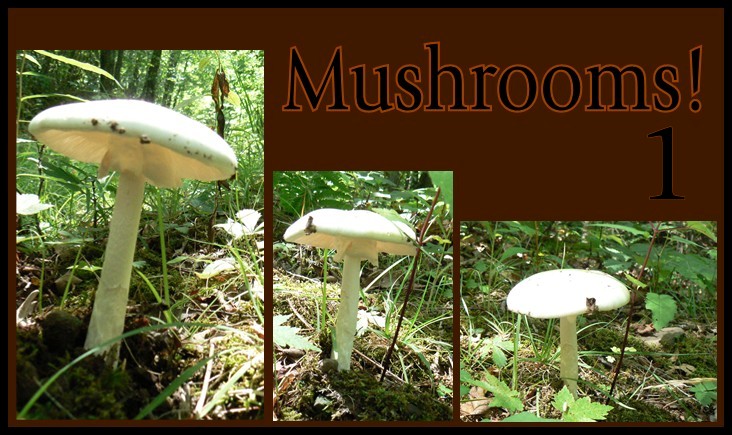 Mushrooms Pack 1