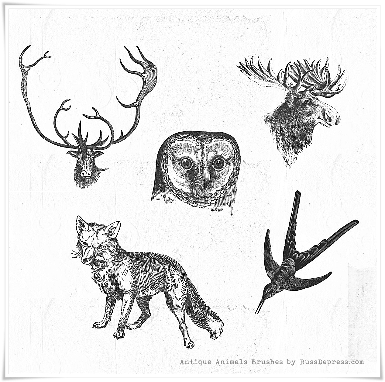 6 Vintage Animals High Res PS brushes