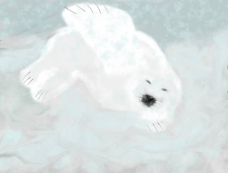 baby harp seal