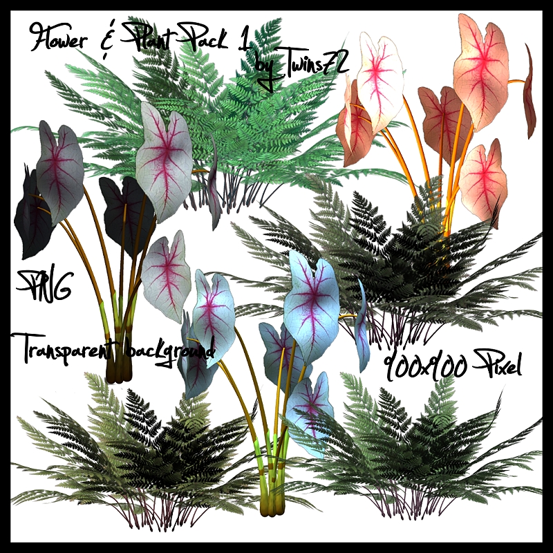 Stock Flower Plant Pack 1