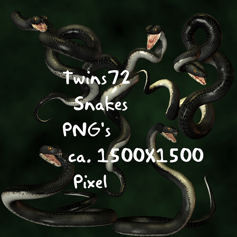 Stock Black Snakes