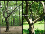 Stock Trees 1 by Twins72