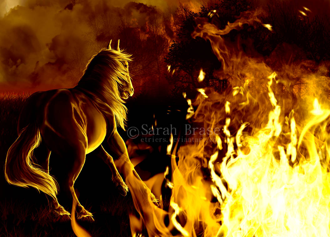 Wild Fire by etriers on DeviantArt