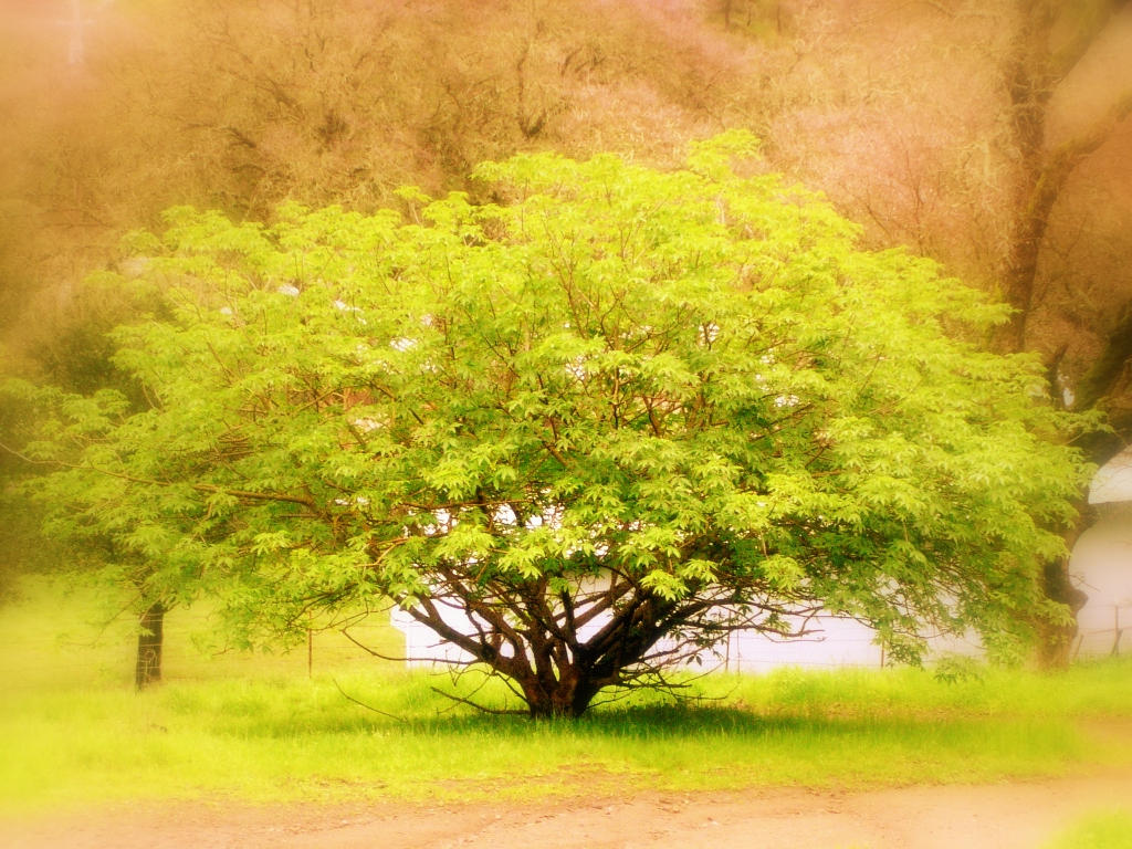 Glow Tree by artiswolf on DeviantArt