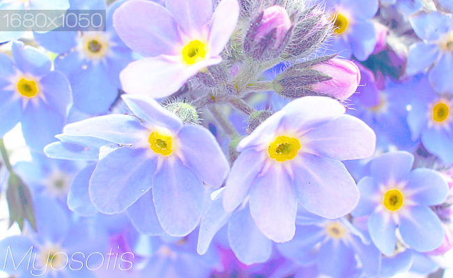 Myosotis.