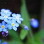 Myosotis 2.