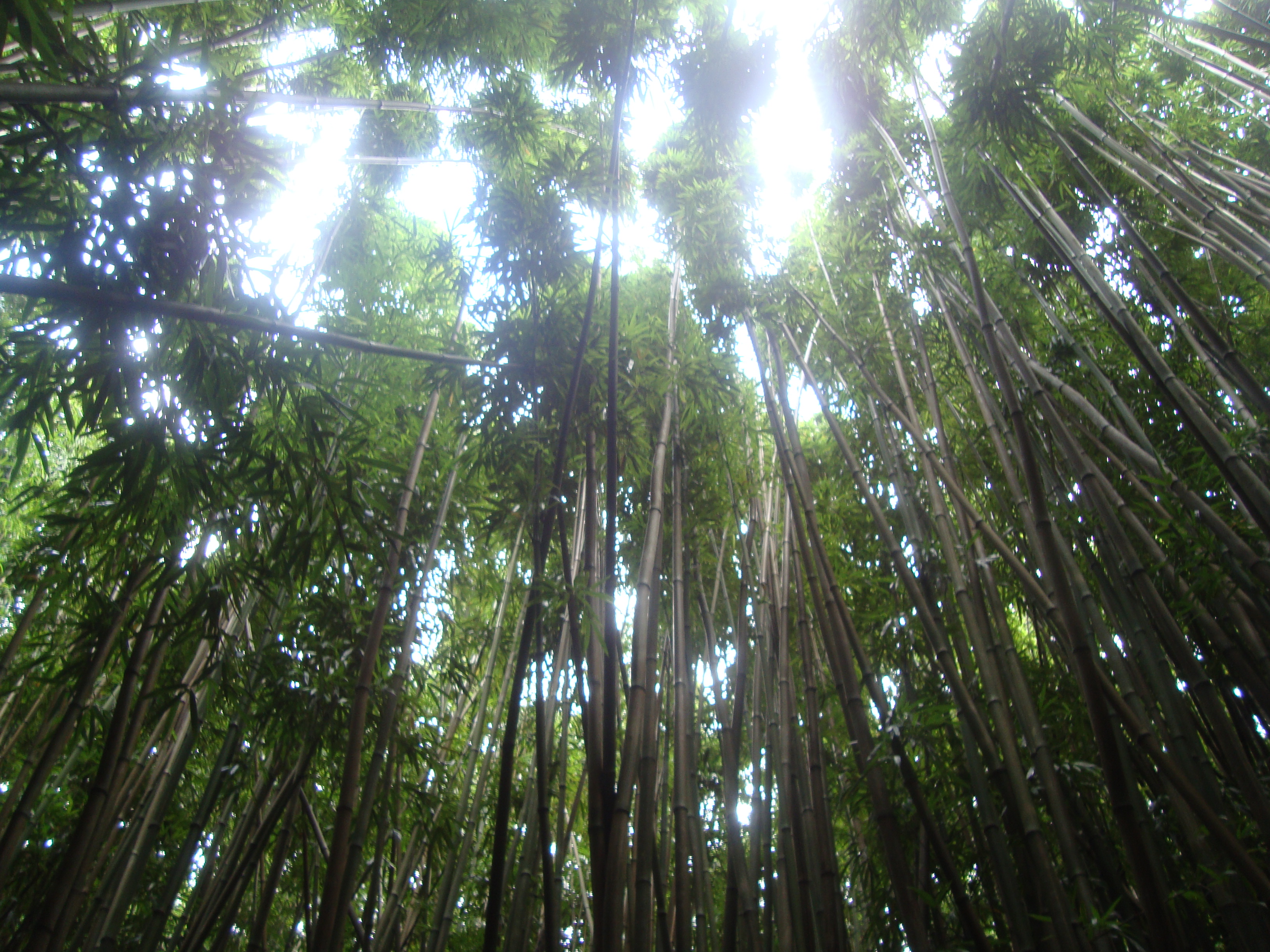 Dance of The Bamboo Forest by GalaxyGoddess on DeviantArt
