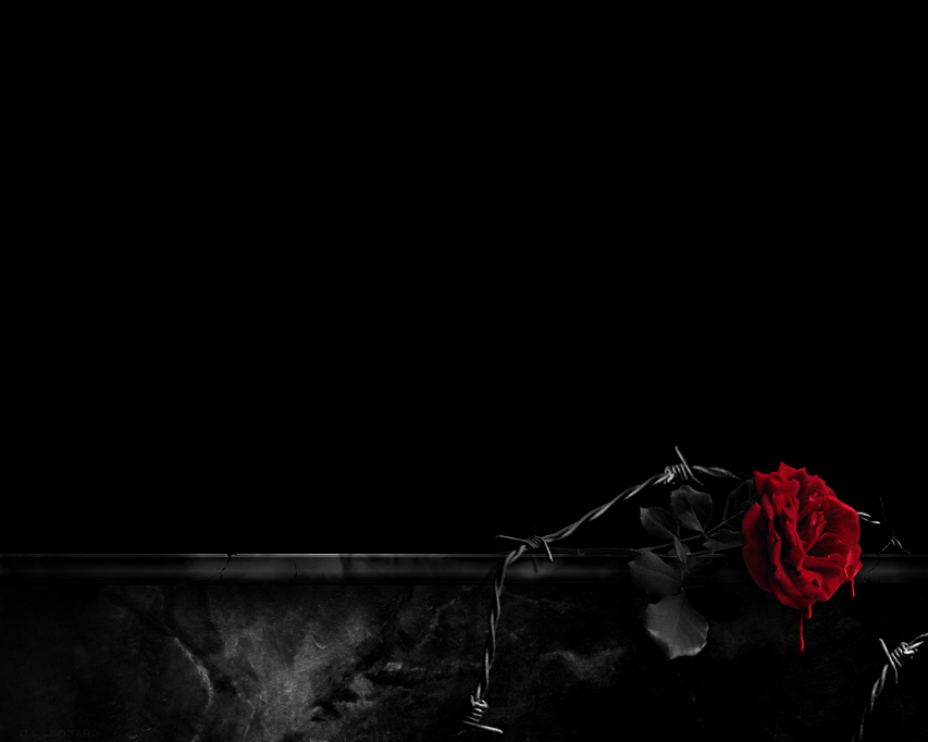 The Bleeding Rose by NiTE-ANTiX on DeviantArt