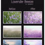Lavender Breeze