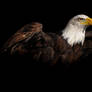 Bald Eagle Wallpaper