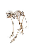 Ape skeleton 2 crop PSD file