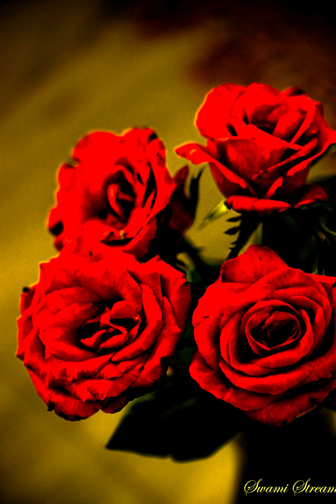 4 розочки. Красные розы. Розы разного цвета. Маленькие красные розы. Две красные розы.
