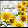 sunflower PNGS