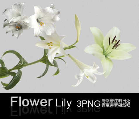 LILY 3PNG