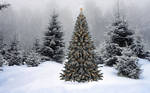 Lone Christmas Tree