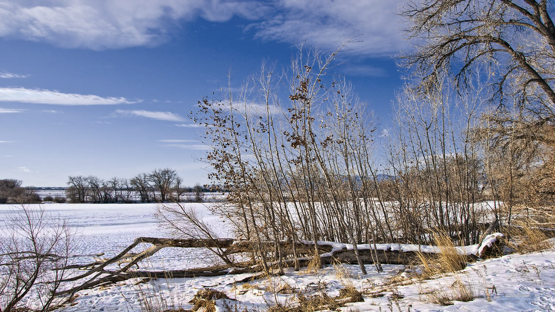 Colorado Snowfield