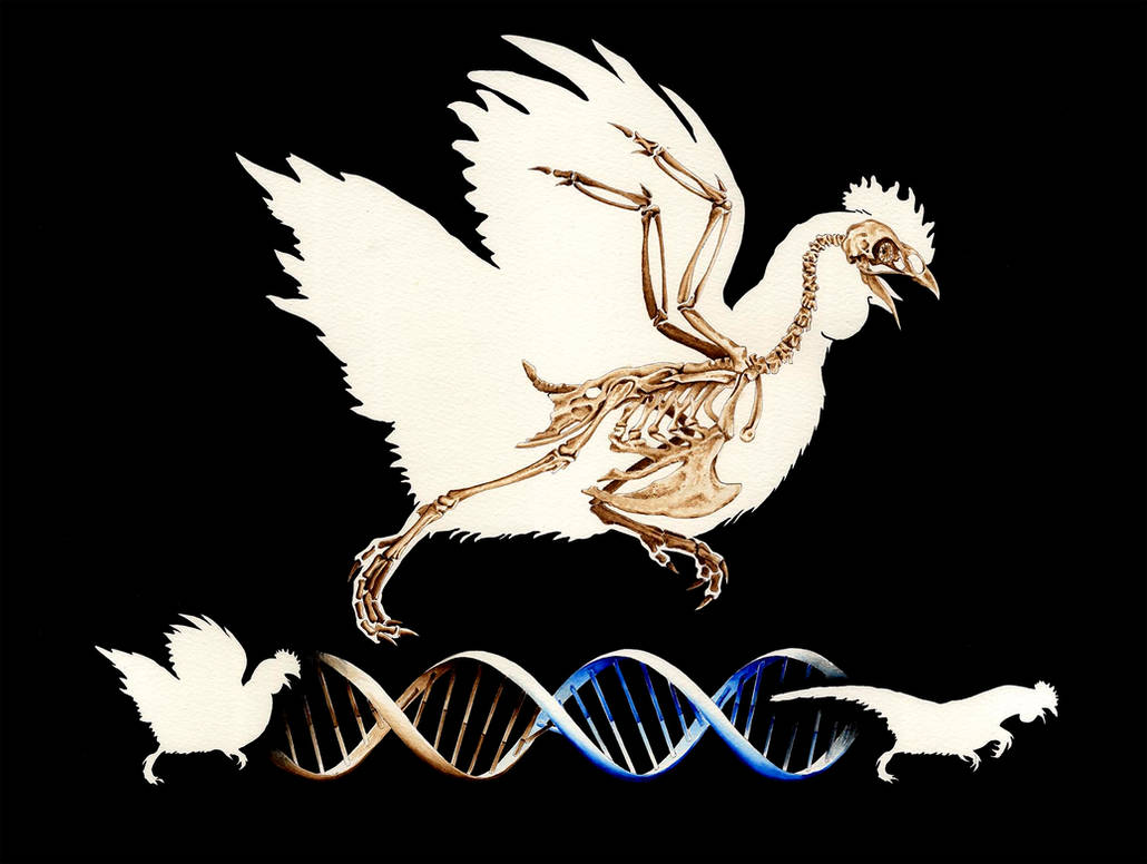 Chicken Skeleton by AndyPfenninger on DeviantArt