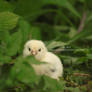 Baby chicken