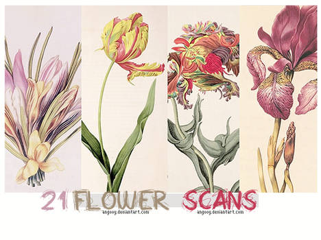 21 Flower scans