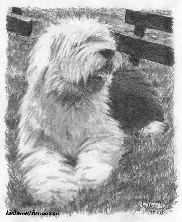 old english sheepdog drawing