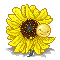 sunflower- revamped