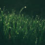 SpringGrass