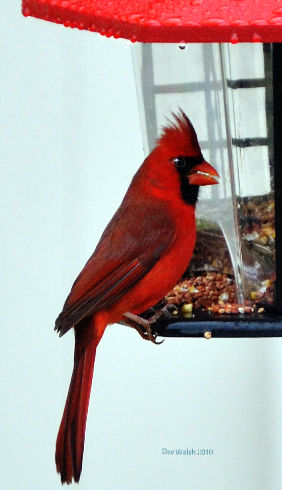 Cardinal Male by deezaster on DeviantArt