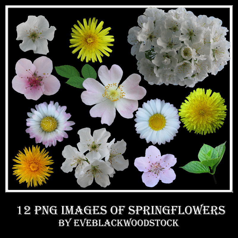 spring flowers stock pack by EveBlackwoodStock