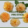 yellow roses PNG stock pack