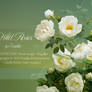 WildRoses - png-files