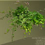 Vines and flowers - png-stock img