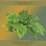 Stock img - Fern - png