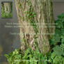 Tree trunk - png
