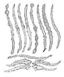 Ultimate_evil_tentacle_brushes