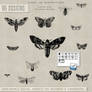 PS Brushes: Vintage Moths