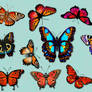 Free Png Butterflies